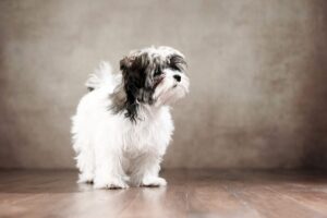 Bolonka é uma das menores raças do mundo.