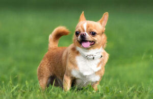 As 9 Menores Raças de Cachorros. Esta é a menor raça do mundo.