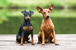 Pinscher Miniatura, está entre as menores raças de cachorro do mundo.