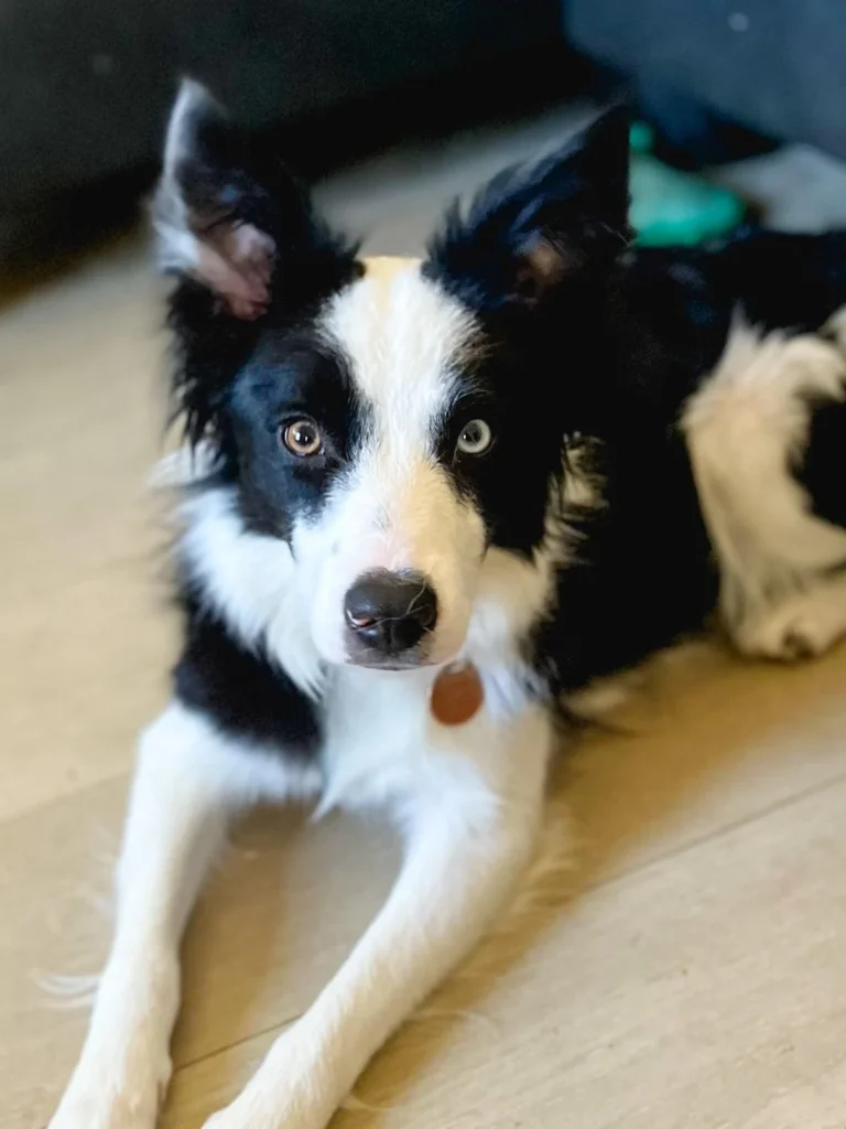 Como adestrar cachorro